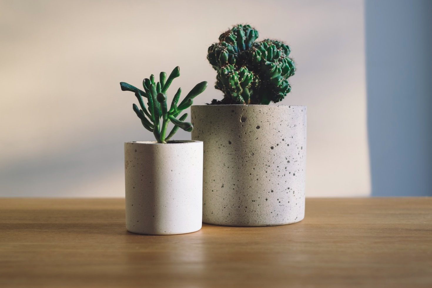 Top Indoor Plants for Beginners